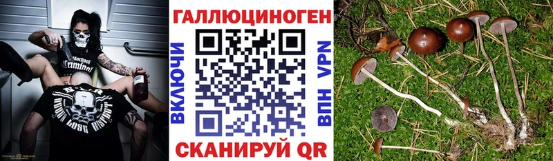 купить Карабулак Псилоцибиновые грибы ЛСД